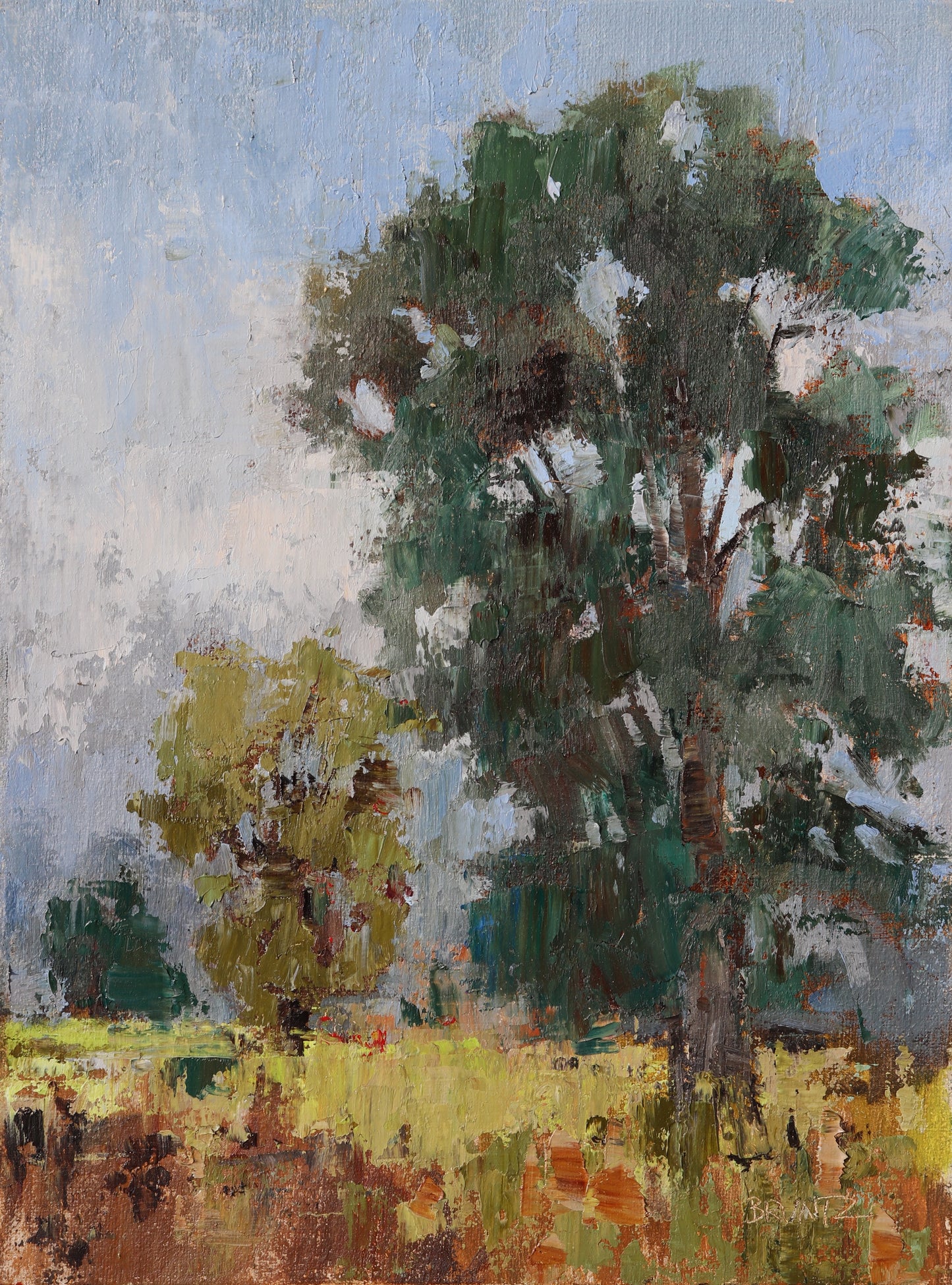 Oaks in the Park